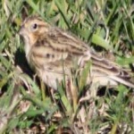 image of smiths_longspur #22