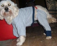 image of tibetan_terrier