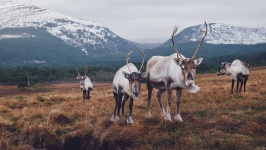 image of reindeer #30