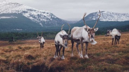 image of animal