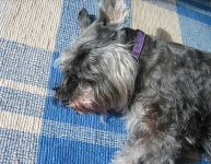 image of miniature_schnauzer #8