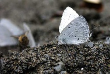 image of lycaenid