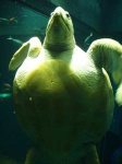 image of loggerhead