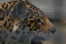 image of animal