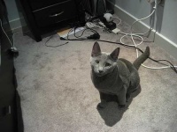 image of animal