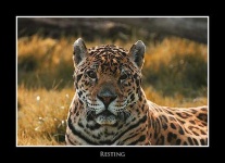 image of jaguar_car