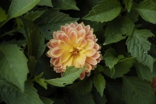 image of flower