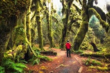 image of rainforest
