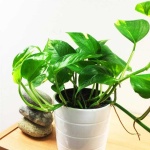 image of house_plant