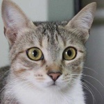 image of animal