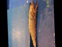image of fish