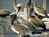 image of animal