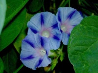 image of flower