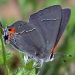 image of animal