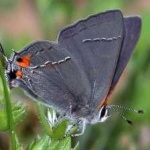 image of hairstreak #29