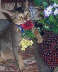 image of animal