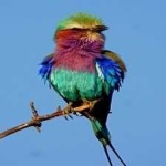 image of bird