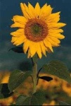 image of sunflower #6