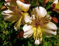 image of flower