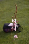image of flower