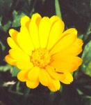 image of flower