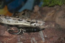 image of night_snake