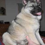 image of animal