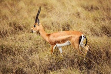 image of animal