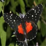 image of animal
