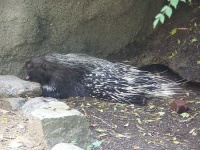image of porcupine