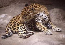 image of jaguar_car