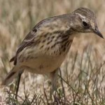 image of american_pipit #30