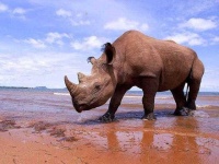 image of rhinoceros
