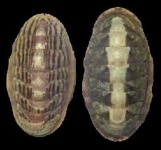 image of chiton