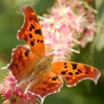 image of animal