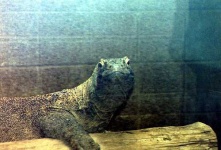 image of komodo_dragon