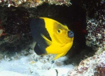 image of rock_beauty