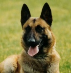image of malinois