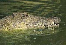 image of animal