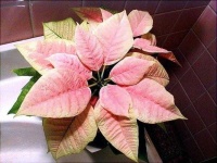 image of poinsettia #2