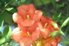 image of flower