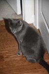 image of animal