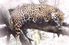 image of jaguar_car