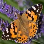 image of animal