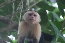 image of capuchin
