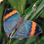 image of orange_butterfly #10