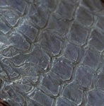 image of texture
