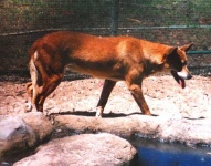 image of dingo