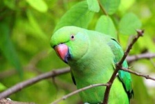 image of parrot #19