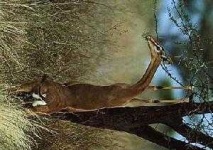 image of gerenuk
